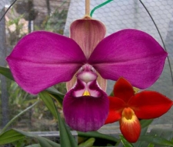 Phragmipedium kovachii i besseae Phragmipedium kovachii i besseae