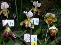 966