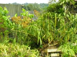 Przy wejciu wita nas kilkumetrowe Grammatophyllum speciosum 
