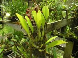 Bulbophyllum mandibulare