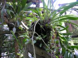 Cymbidium bicolor