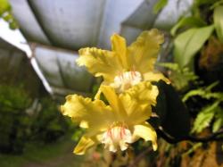 Dendrobium lowii