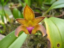 Bulbophyllum lobbi