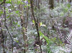 Las tropikalny, Kinabalu Park
