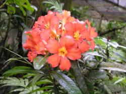 Rhododendron dayanum