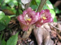 Acautatibium jawanicum