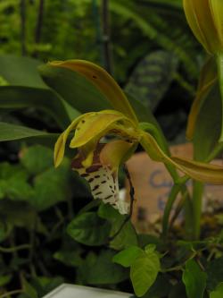 7a