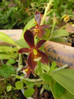7c