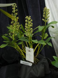 10c