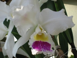 Cattleya sp. Cattleya sp.
