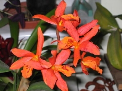 Cattleya sp.