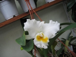 Cattleya sp.