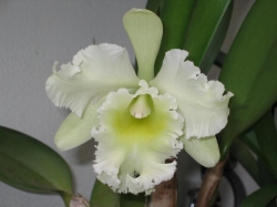 Cattleya sp.