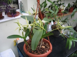 epidendrum ciliare epidendrum ciliare