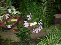 Cattleya gaskelliana na wytawie Cattleya gaskelliana na wytawie