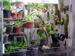 "orchidarium" "orchidarium"