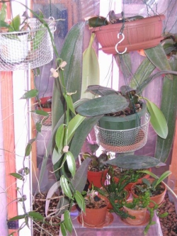 stare" orchidarium" 482