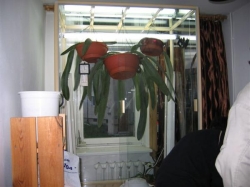 orchidarium 849