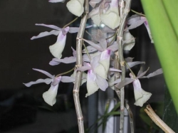dendrobium aphyllum 864