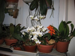 phal stuartiana 514