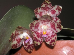 Phal.gigantea Phal.gigantea