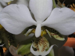 Phalaenopsis stuartiana Phalaenopsis stuartiana