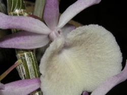 Dendrobium primulinum Dendrobium primulinum