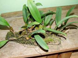 B. rotschildianum