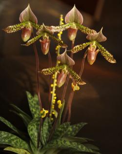 Sabotek o marmurkowych liściach. Jeśli nie będziemy takiej rośliny zbyt często rozdzielać,