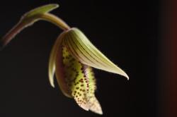 Sabotek o marmurkowych liściach. Jeśli nie będziemy takiej rośliny zbyt często rozdzielać, Sabotek o marmurkowych liściach. Jeśli nie będziemy takiej rośliny zbyt często rozdzielać,