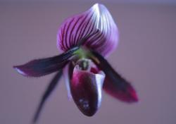 Paphiopedilum Vinicolor - również z grupy o marmurkowych liściach. Paphiopedilum Vinicolor - również z grupy o marmurkowych liściach.