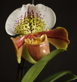 Paphiopedilum insygne - do zakwitnięcia potrzebuje obniżki temperatury Paphiopedilum insygne - do zakwitnięcia potrzebuje obniżki temperatury