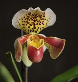 "Amerykańce" - to również potoczna nazwa sabotków typu "bulldog". "Amerykańce" - to również potoczna nazwa sabotków typu "bulldog".