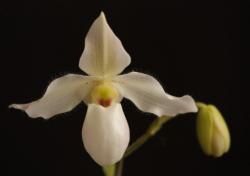 Paphiopedilum Deperle - to wielokwiatowy sabotek. Paphiopedilum Deperle - to wielokwiatowy sabotek.