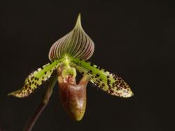 W pełni kwitnienia. W pełni kwitnienia.