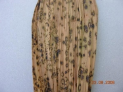 Peristeria fuscota Peristeria fuscota
