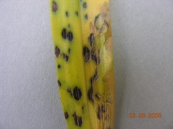 Cochleanthes discolor Cochleanthes discolor