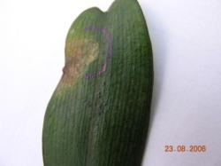 Aerangis biloba Aerangis biloba