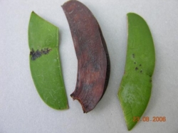 Trichoglottis Trichoglottis