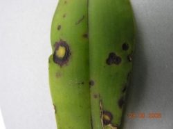 Gastrochilus Gastrochilus