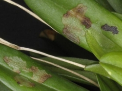 Masdevallia lata