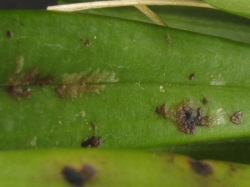 M. lata M. lata