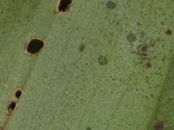 M. lata, M. lata,