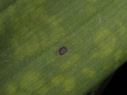 Masdevallia lata, Masdevallia lata,