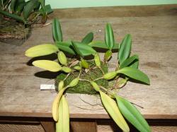 Bulbophyllum fascinator