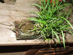 Sigmatostalix radicans